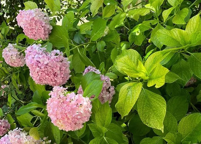 Typisches Mit Holzbefeuertem Kamin By Interhome * 카스텔레로